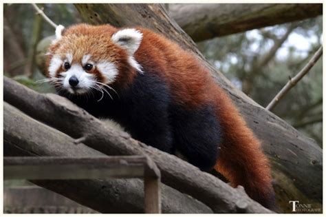 kleine rode panda nature photography