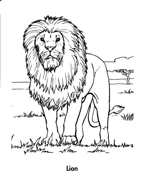 realistic lion coloring pages lion coloring pages cat coloring book