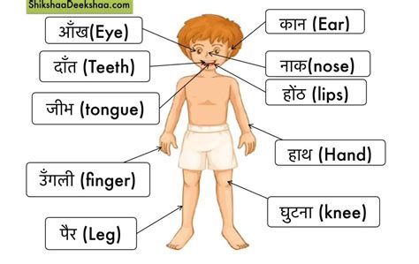 body parts images  names  hindi  meta pictures