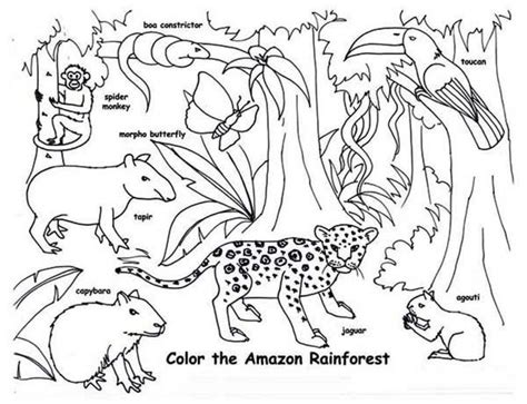 tropical rainforest animal colouring pages jungle coloring pages