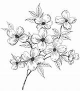 Dogwood Pencil Coloring Template Flower Flowers Drawing Printable Pages Line Patterns Sketch Fleurs Draw Tattoo Digital Two Blossoms Painting sketch template