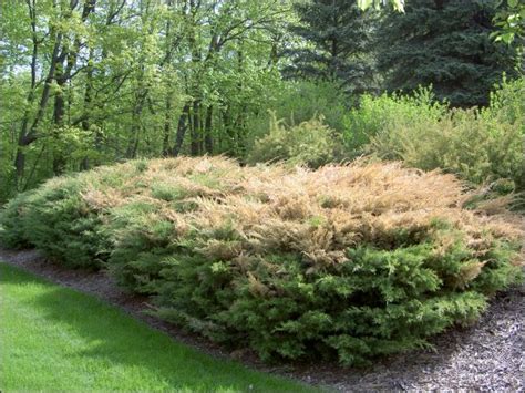 bushes shrubs  plants images  pinterest outdoor gardens shrub  shrubs