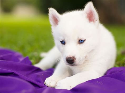siberian husky husky dog puppy white blue eyes baby wallpapers