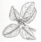 Ficus Benghalensis Banyan Berries Harper Lizzie Lizzieharper sketch template