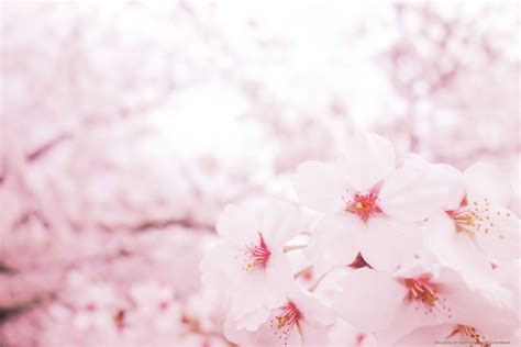 pink sakura hd wallpapers
