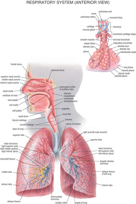 simple respiratory system viewing gallery