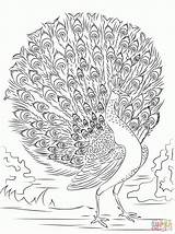 Coloring Peacock Pages Adult Library Clipart Animal sketch template