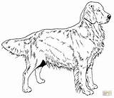 Printable Coloring Retriever Golden Pages Labrador Puppy Dog sketch template