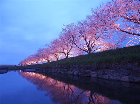 experience fukuoka japans cherry blossom festival  cebu pacific