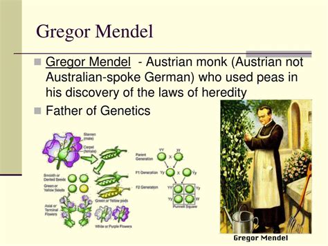 Ppt Heredity And Mendel Meiosis Powerpoint Presentation Free