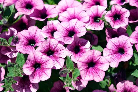 petunia garden flowers   loves perfect petunias