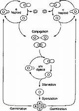 Saccharomyces Cycle Cerevisiae Life Mating Sexual Type sketch template