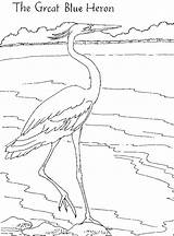 Heron Blue Great Coloring Pages Anhinga Printable Animals Color Choose Board Animalstown Funpages Parks Designlooter Birds Template Nature sketch template