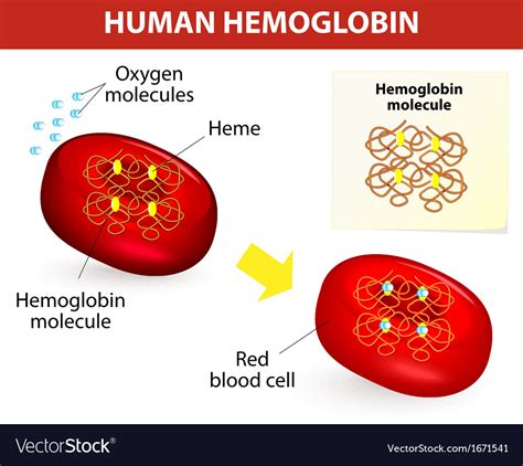 human hemoglobin royalty  vector image vectorstock