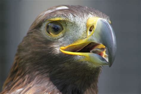 Acciones Para Que El águila Real Vuelva A Volar Libre Secretaría De