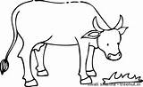 Cow Coloring Pages Clipart Drawing Indian Eating Grass Cattle Treehut India Getdrawings Printable Nourisher Worshipped Rightfully Holy Color Getcolorings Clipground sketch template