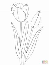Tulpen Tulipani Ausmalbilder Colorare Disegni Tulip Tulips Tulpe Zeichnen Immagini sketch template