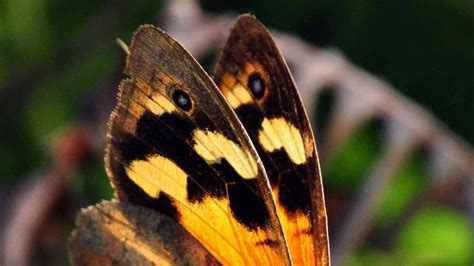 butterfly caves recognised  sacred site abc news