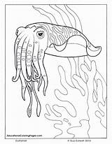 Cuttlefish Ozean Ausmalbilder Colouringpages Ausmalbild Seashore Adults sketch template