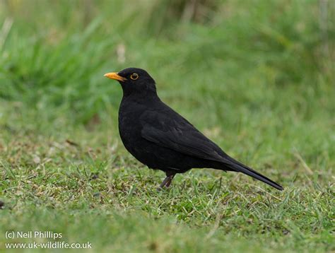 blackbird uk wildlife