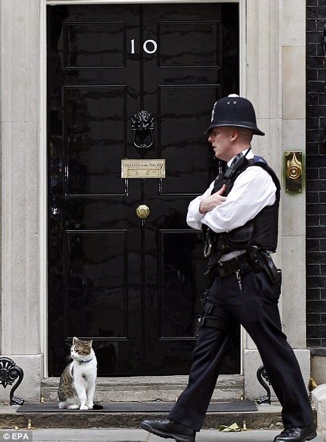 larry  downing street cat barred  david camerons  apartment daily mail