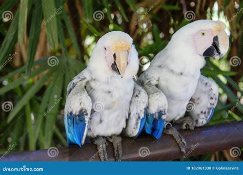 pair  white macaws albinos stock photo image  tropics