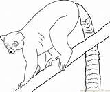 Lemur Drzewie Kot Dziki Kolorowanka Druku Coloringpages101 Malowankę Wydrukuj sketch template
