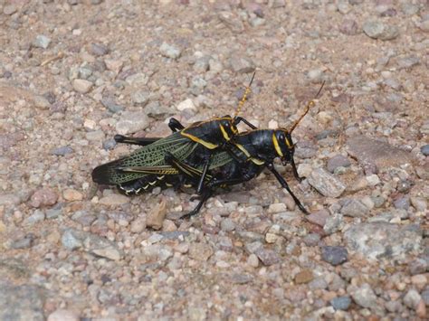 general grasshopper animals grasshopper arizona