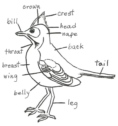 bird diagram birding  beginners jakes nature blog