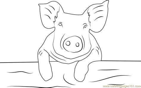 baby pig coloring page  kids  pig printable coloring pages