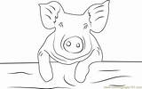 Coloring Pig Baby Pages Coloringpages101 Mammals sketch template