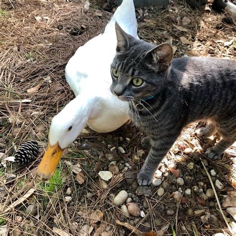 meet butterball  kimmy  adorable duck  cat duo  funny