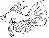 Ikan Cupang Laga Sketsa Mewarnai Hias Botol Koi Menggambar Berbentuk Paus Hiu Nemo Sindunesia Sirip sketch template