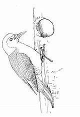 Woodpecker Michigan sketch template