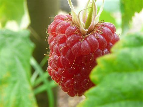 himbeeren