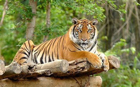 habitat asli harimau sumatera sekilas peternakan