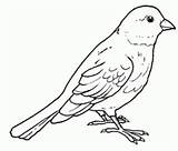 Canary Coloring Pages Printable Colouring Kids Bird Preschool Preschoolcrafts Foto Outline Adult sketch template
