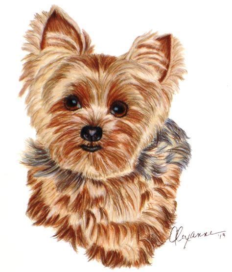 drawing  yorkie puppy yahoo image search results caes fofos