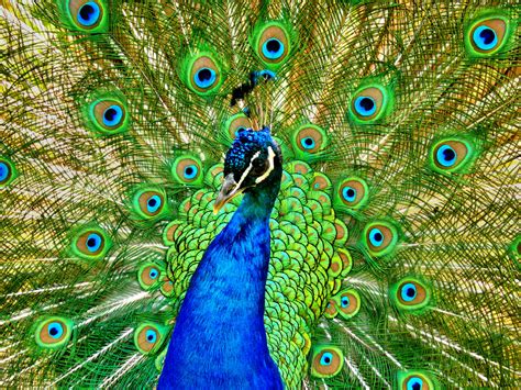 blauer pfau im portraet foto bild tiere zoo wildpark falknerei