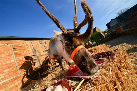 reindeers don t like carrots and struggle to eat them