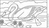 Swan Audubon Coloring Pages James John Enchantedlearning Artists sketch template