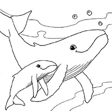 amazing whale coloring pages   print animal coloring pages