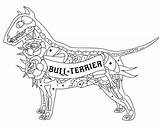 Outline Terrier Bull Stock Vector Illustration Depositphotos sketch template