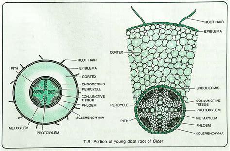 root anatomy monocot  dicot root cross section