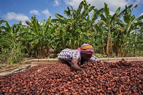 ghana s local cocoa processing capacity hits 50 of production