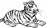 Tiger Coloring Pages Animals Cub Resting sketch template