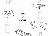 Frog Coloring Pages Cycle Life Leap Drawing Kids Leapfrog Printable Sheet Color Cardiac Getcolorings Getdrawings Print Colorings Template sketch template