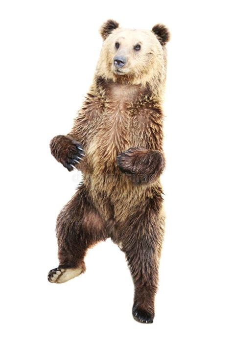 brown bear standing stock image image  heavy grizzly