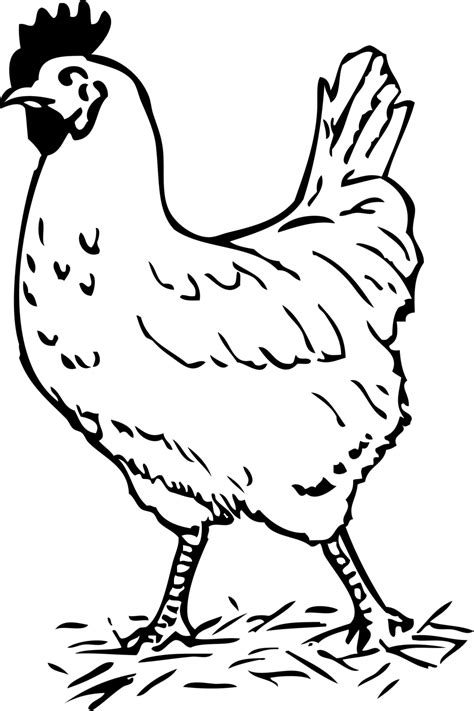 Free Chicken Black And White Clipart Download Free Chicken Black And
