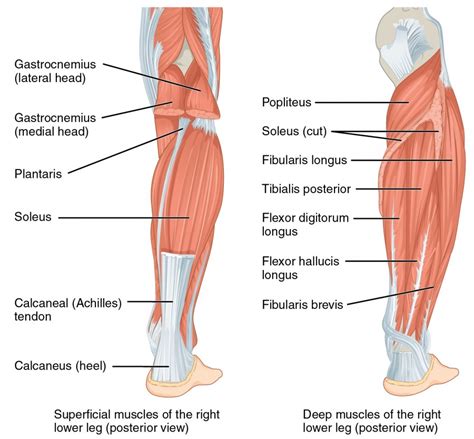 muscles    leg  foot  medical libtary